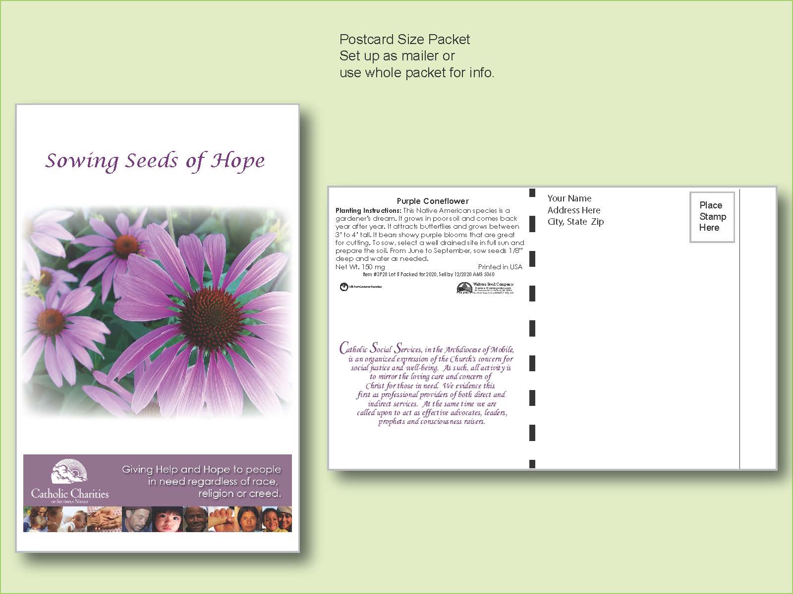 Purple Coneflower Seed Packet - Postcard Mailer Size 4" x 6.5"