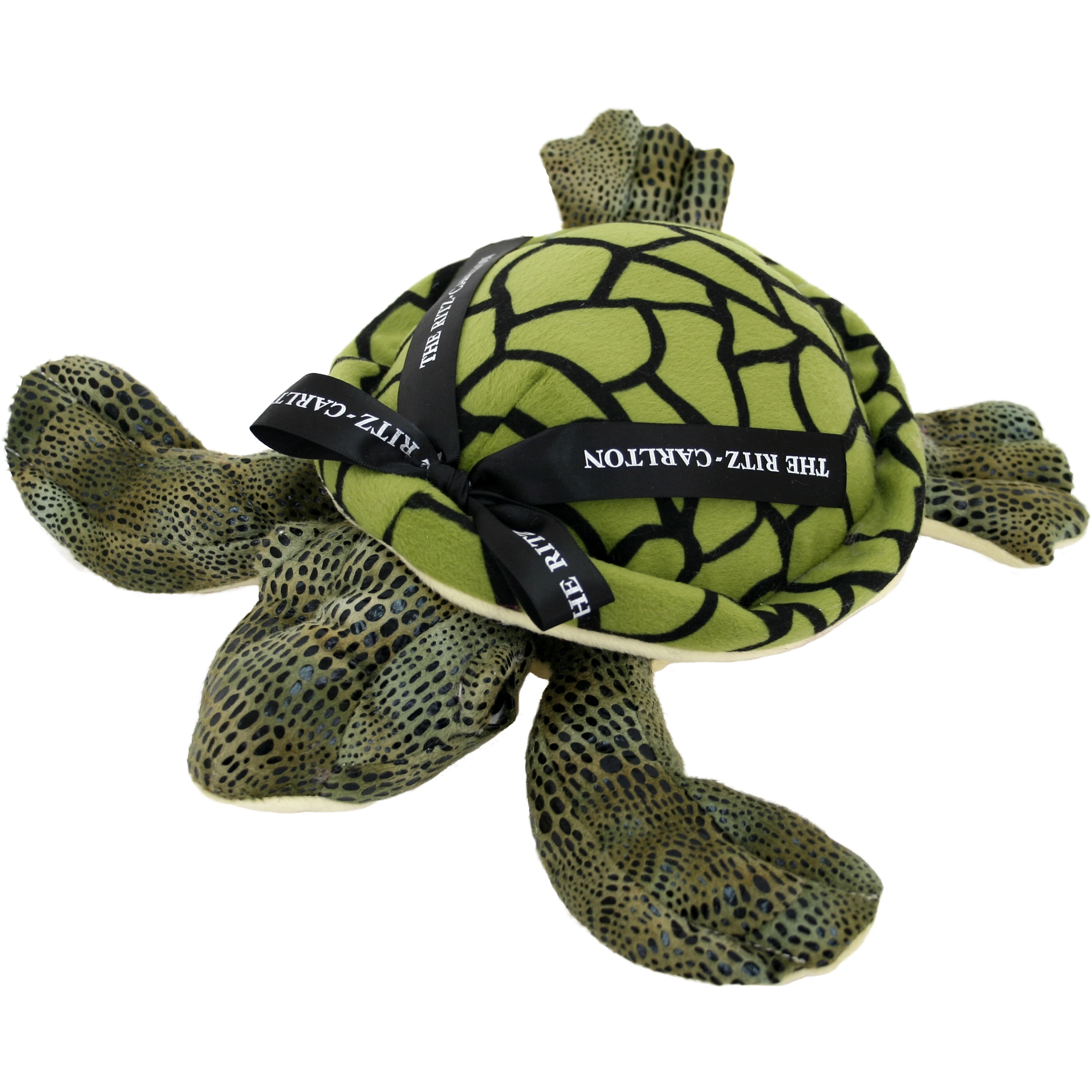 11" Green Sea Turtle 5