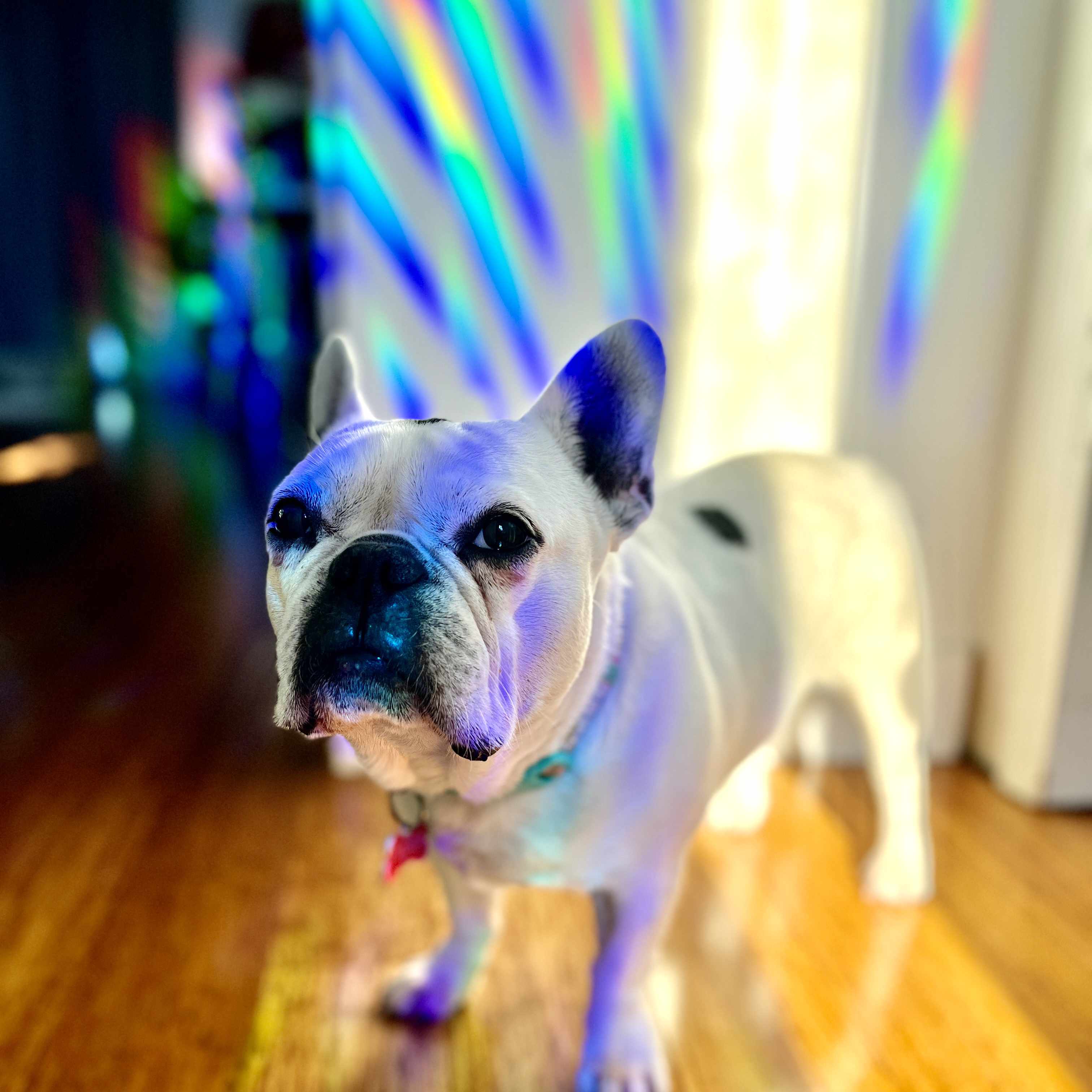 White French bulldog in front of a large rainbow across a wall casted by rainbow suncatcher sticker