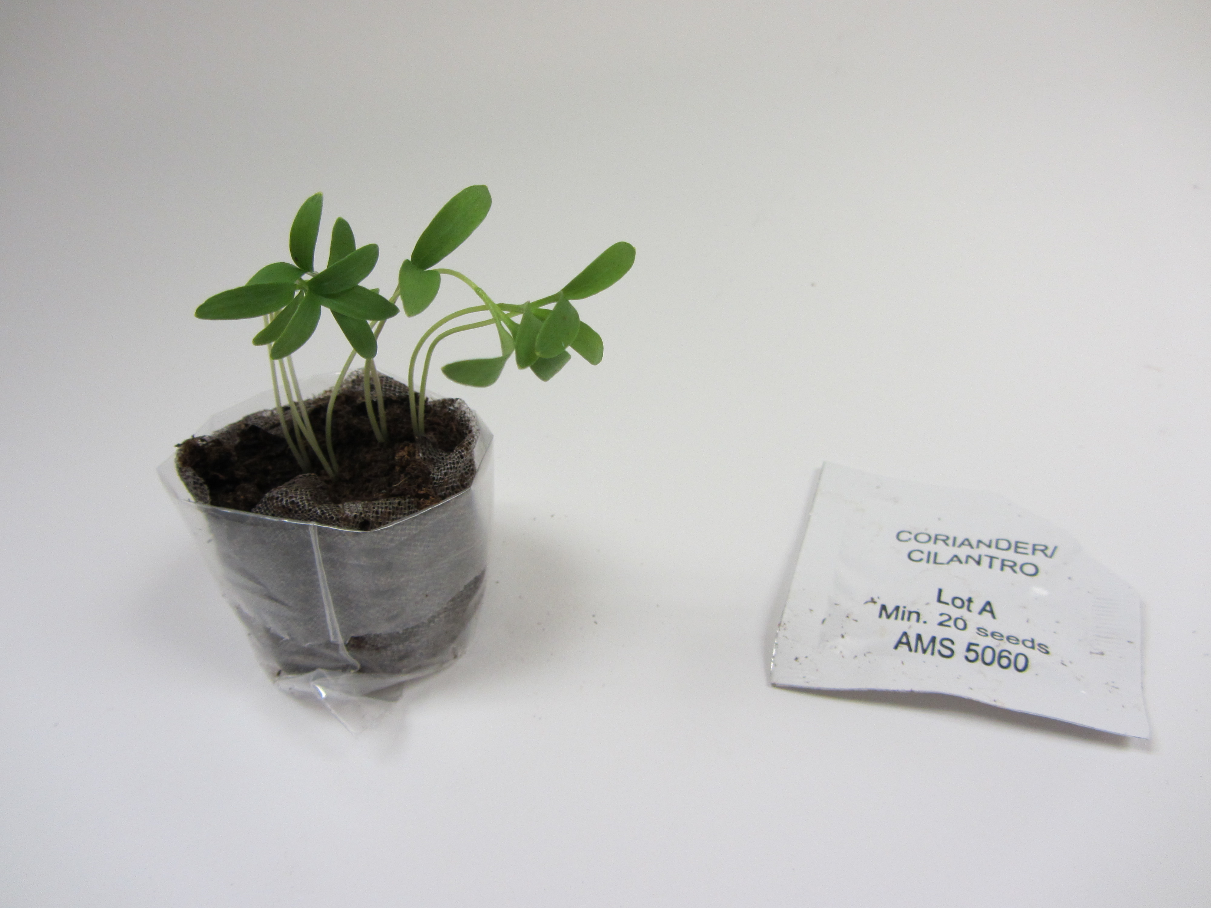 Oregano Herb SeedGems Paper Planter - Biodegradable grow kit 11