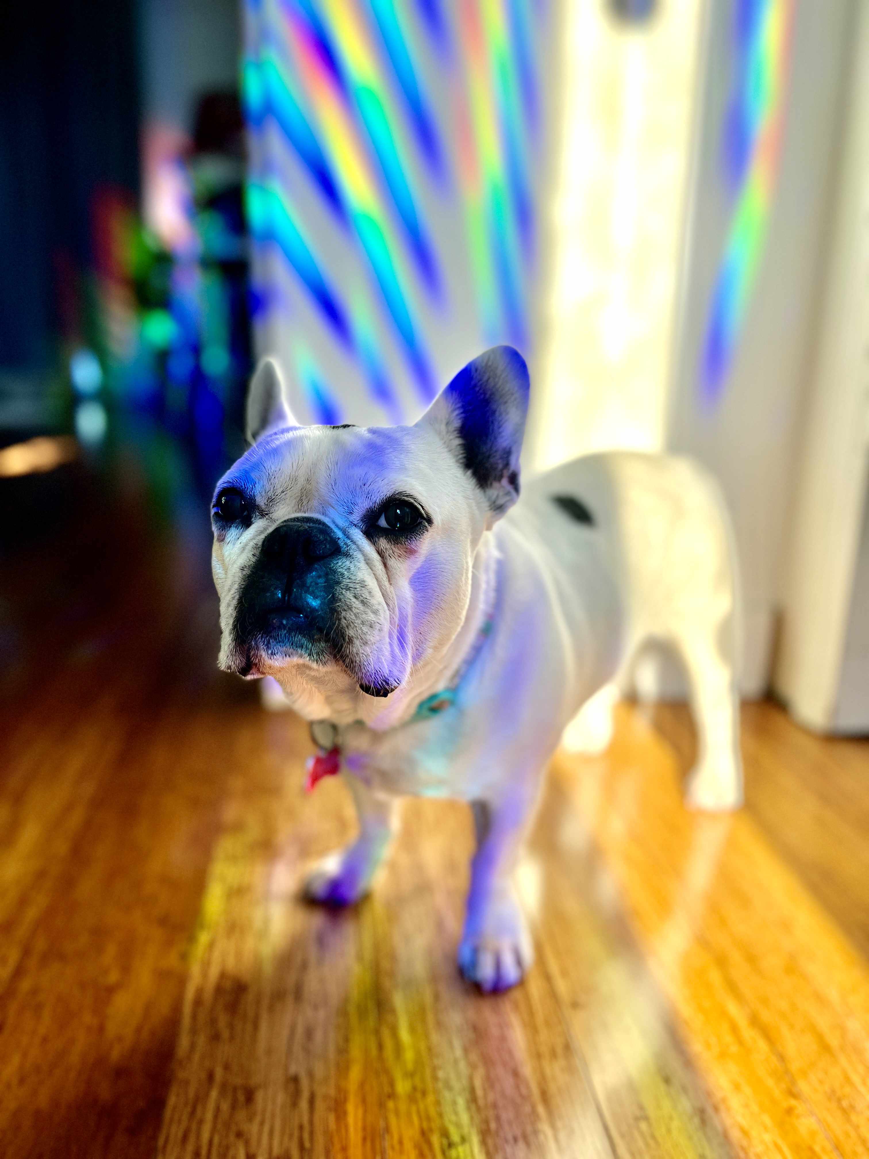 White French bulldog in front of a large rainbow across a wall casted by rainbow suncatcher sticker