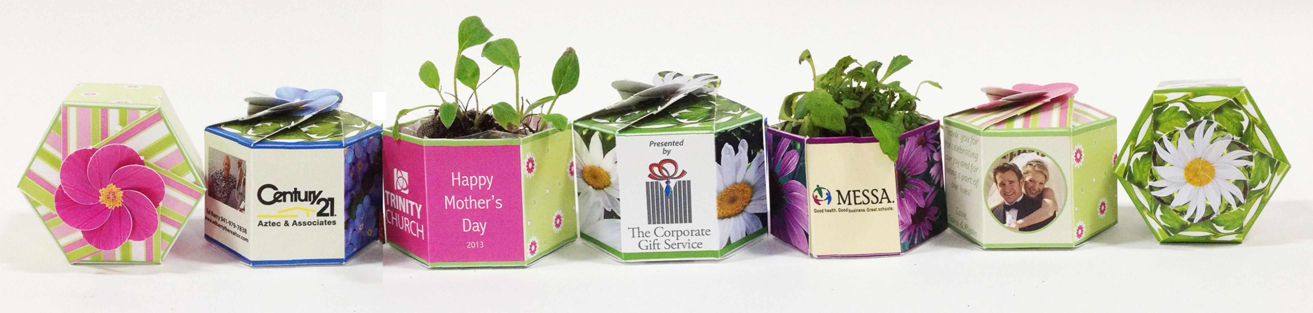 Oregano Herb SeedGems Paper Planter - Biodegradable grow kit 12