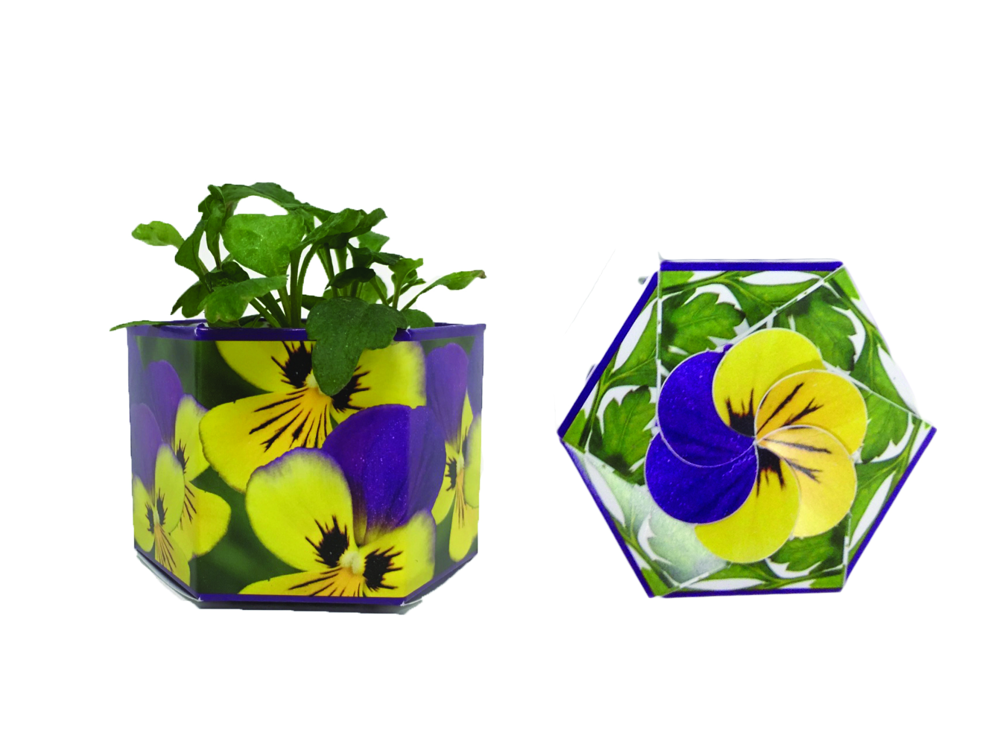 Johnny Jump Up SeedGems Paper Planter - Biodegradable grow kit 7